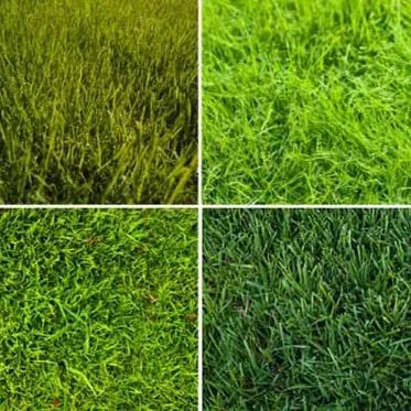 Газонная трава