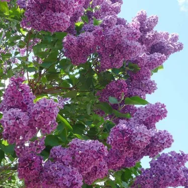 Декоративные кустарники и деревья