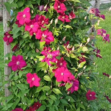 Клематисы и другие вьющиеся растения