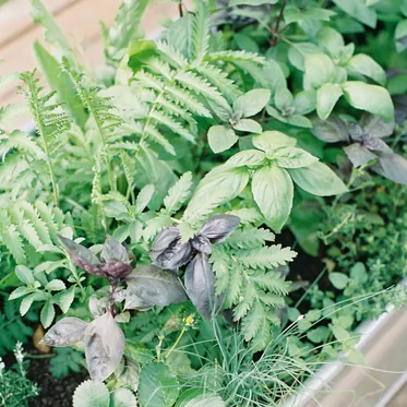 Лекарственные и пряные травы