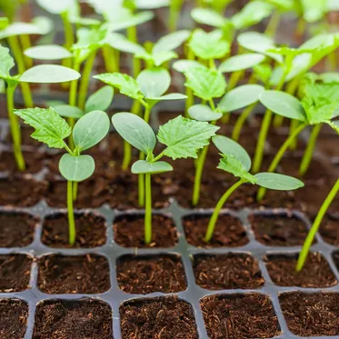 Все для рассады