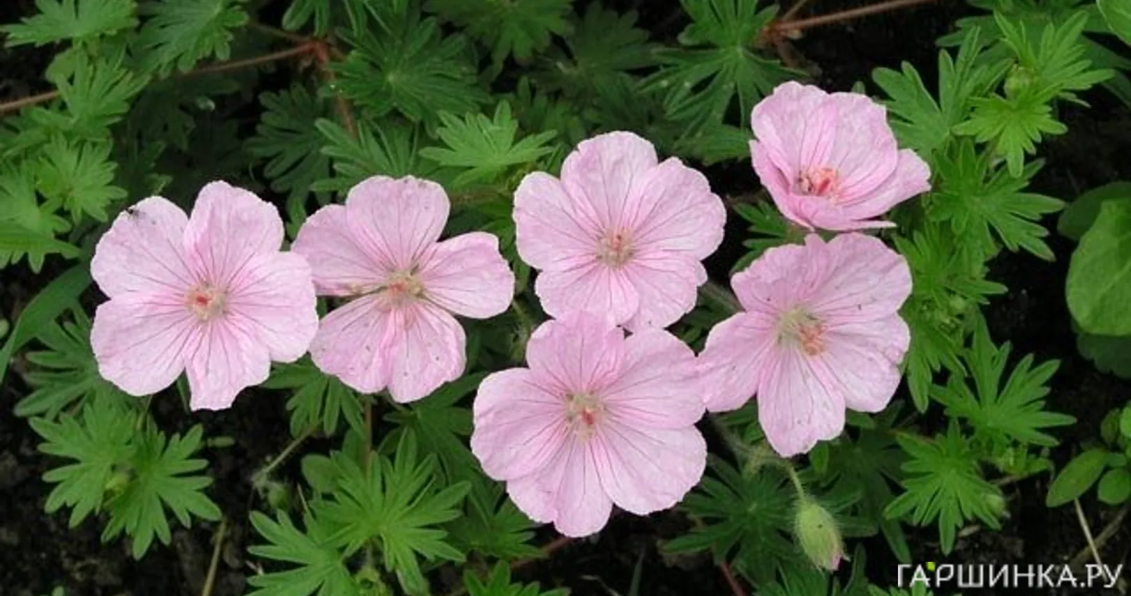 Герань садовая Стриатум