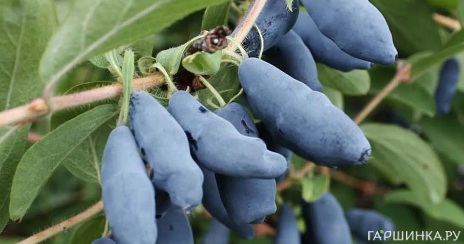 Жимолость Нимфа