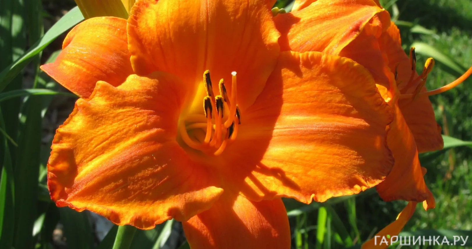 Лилейник Мауна Лоа