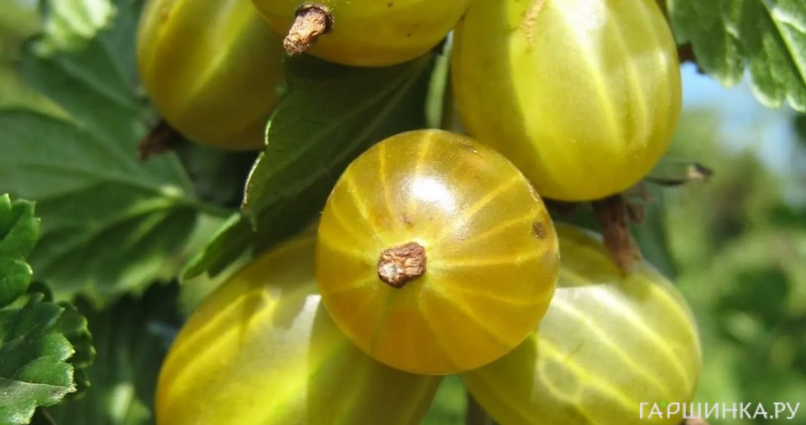 Крыжовник Белые ночи