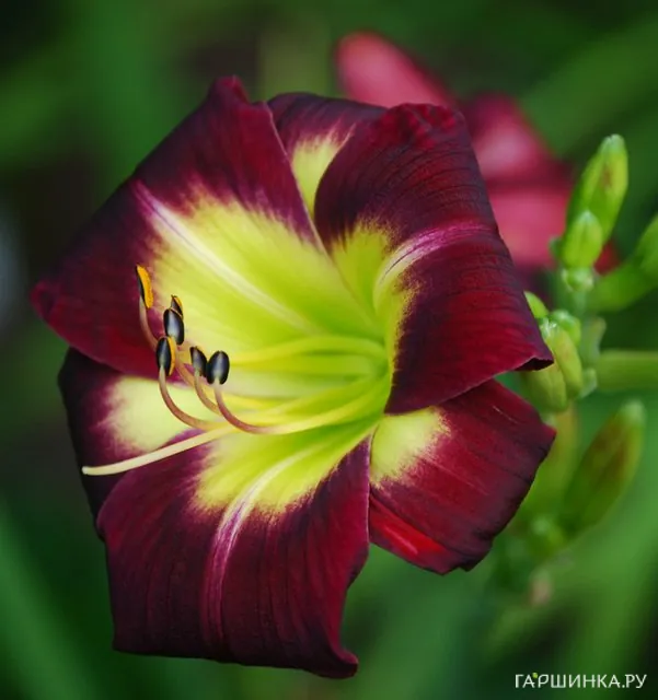 Лилейник Найт Бекон