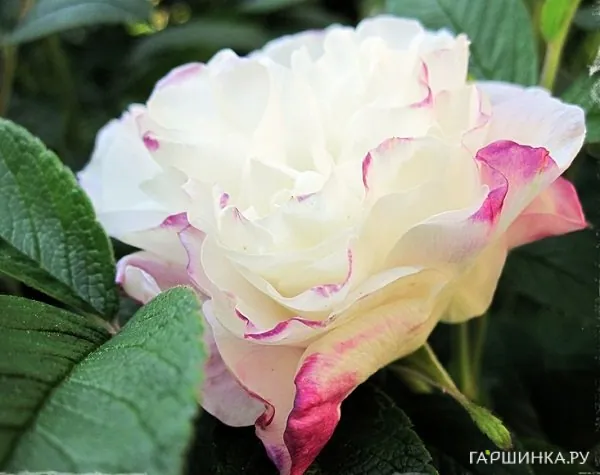 Роза Луиза Багнет канадская парковая (лиц)