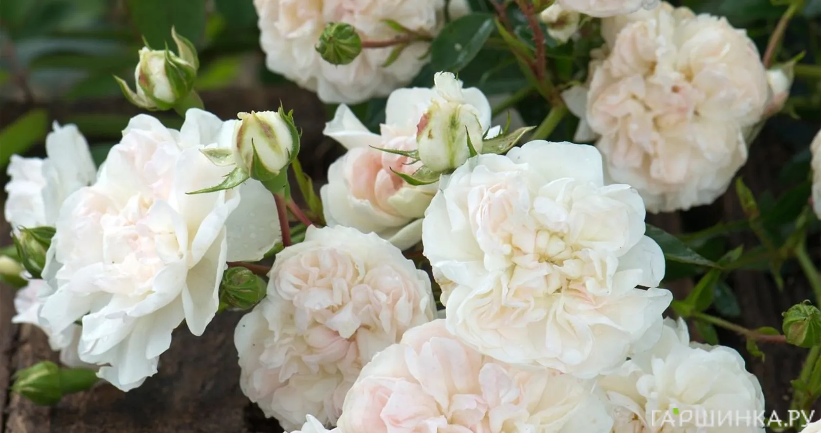 Роза Свани почвопокровная Imperial Rose