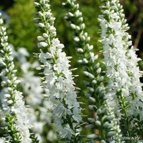 Вероника длиннолистная Шнееризин