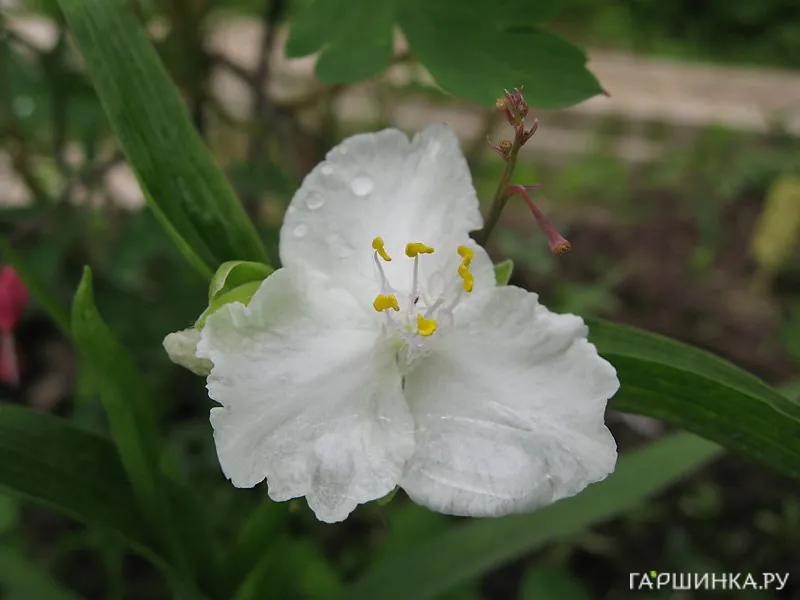 Традесканция Инносенс