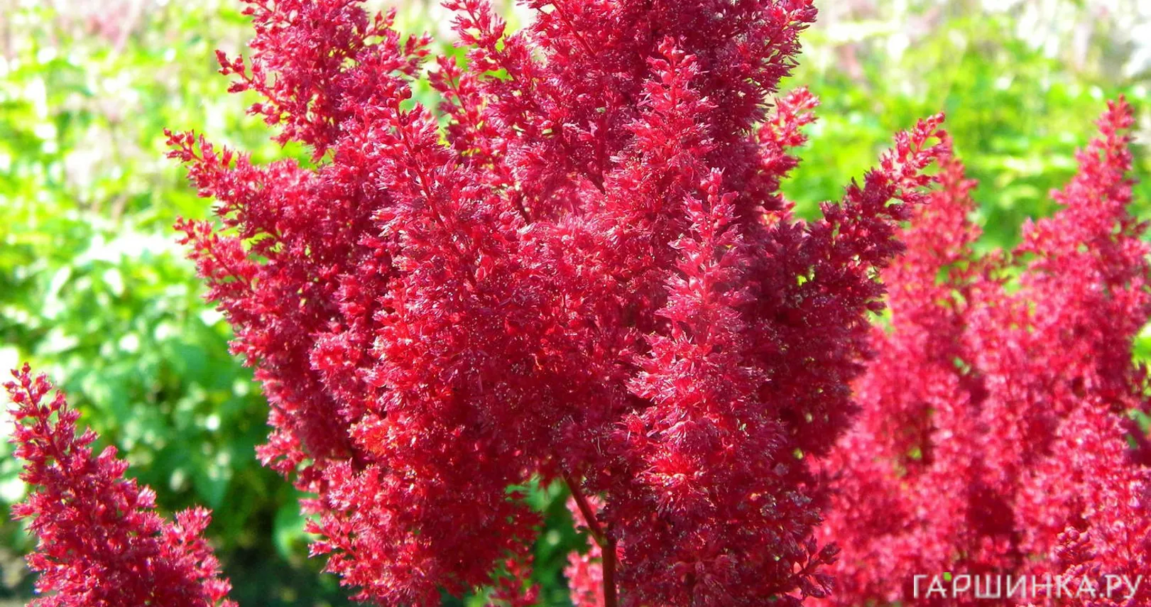 Астильба японская Монтгомери