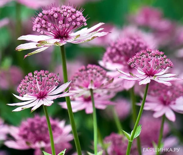 Астранция Розеа крупная