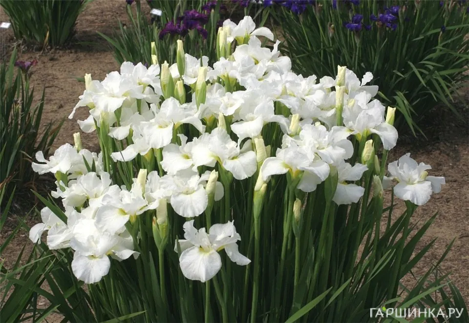 Ирис сибирский Суон ин Флайт