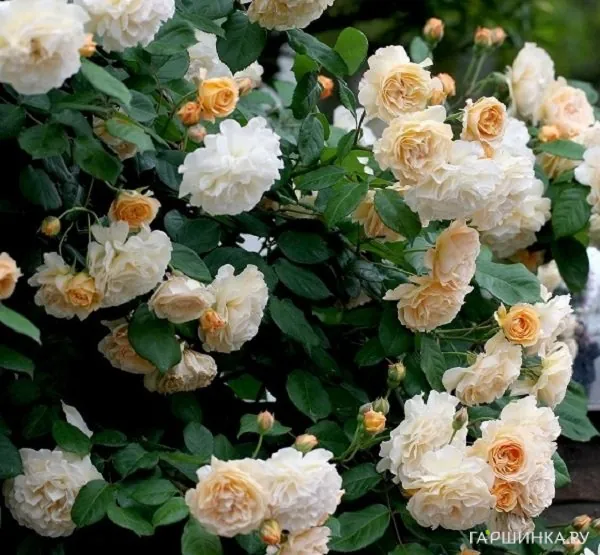 Роза Бафф Бьюти, Гийо (лиц)