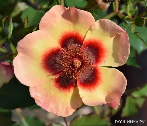 Роза Фэнси Бэбилон Айз, Интерплант (лиц)