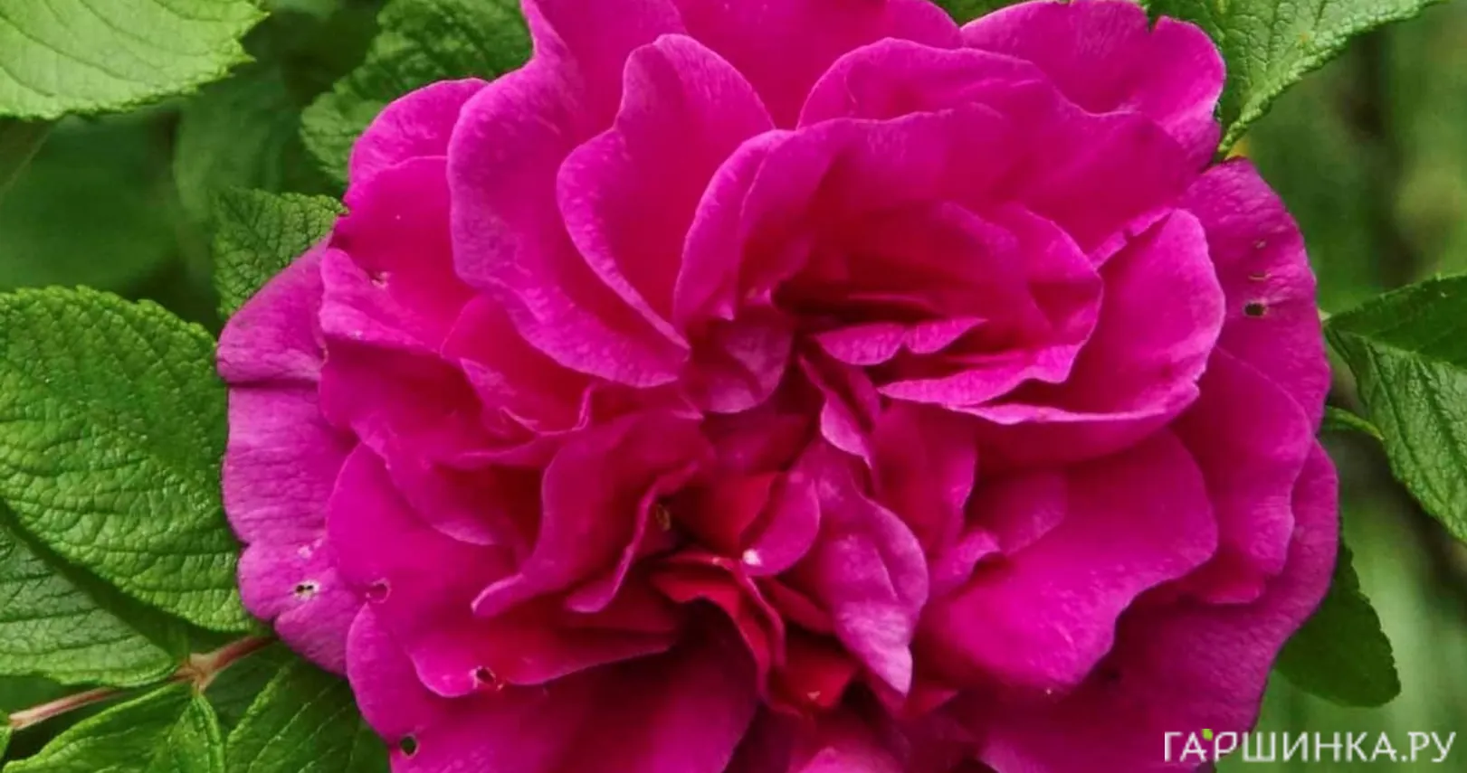 Роза Ханса ругоза (лиц)