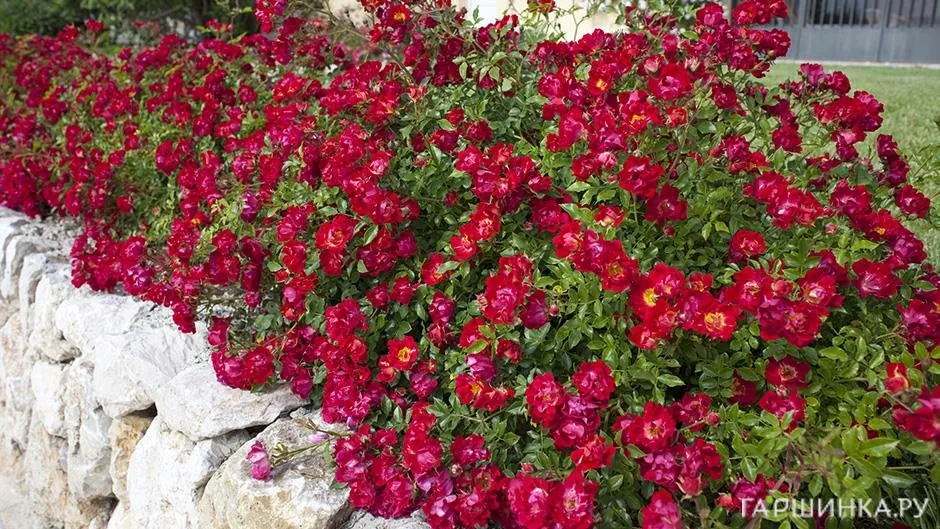 Роза Ред Дрифт, Мейян (лиц)