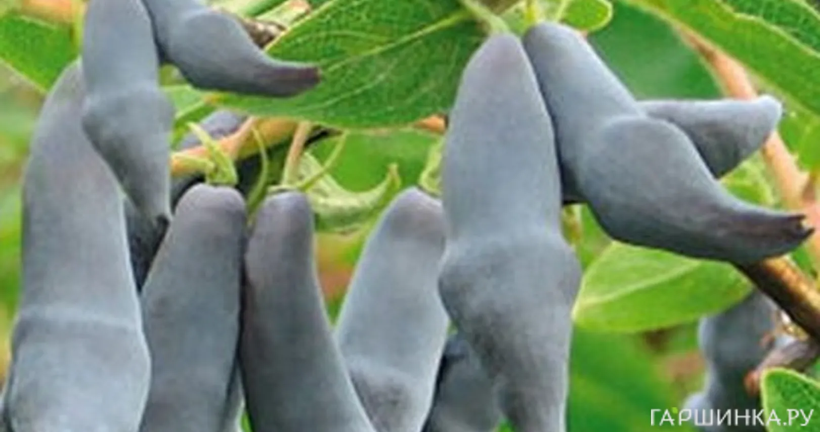 Жимолость Бакчарский Великан