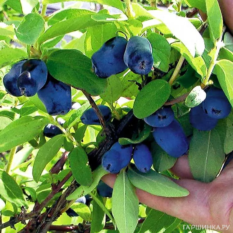 Жимолость Лазурная