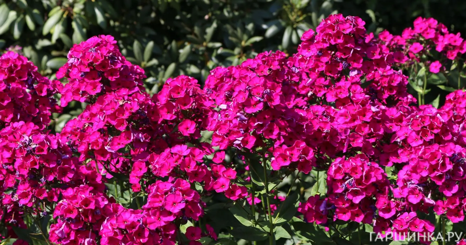 Флокс Рейвинг Бьюти метельчатый