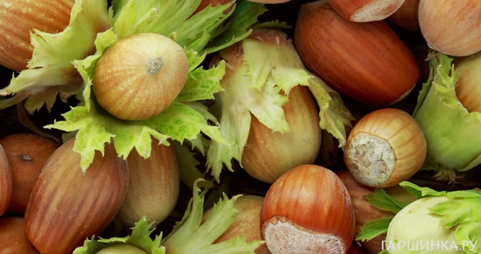 Лещина Фертиль де Кутар