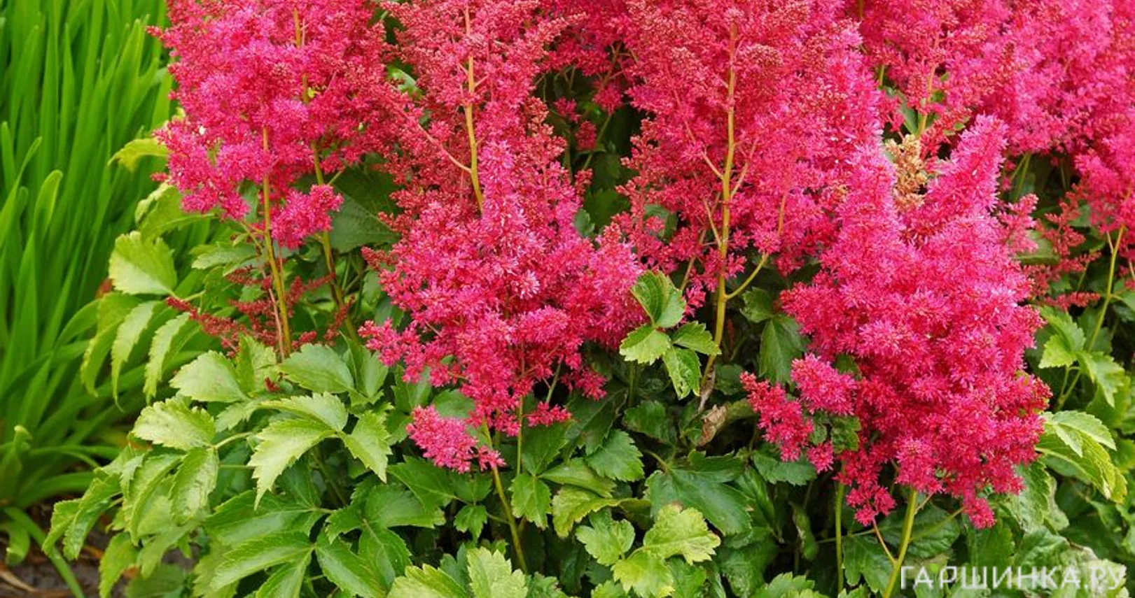 Астильба гибридная Юник Руби Ред