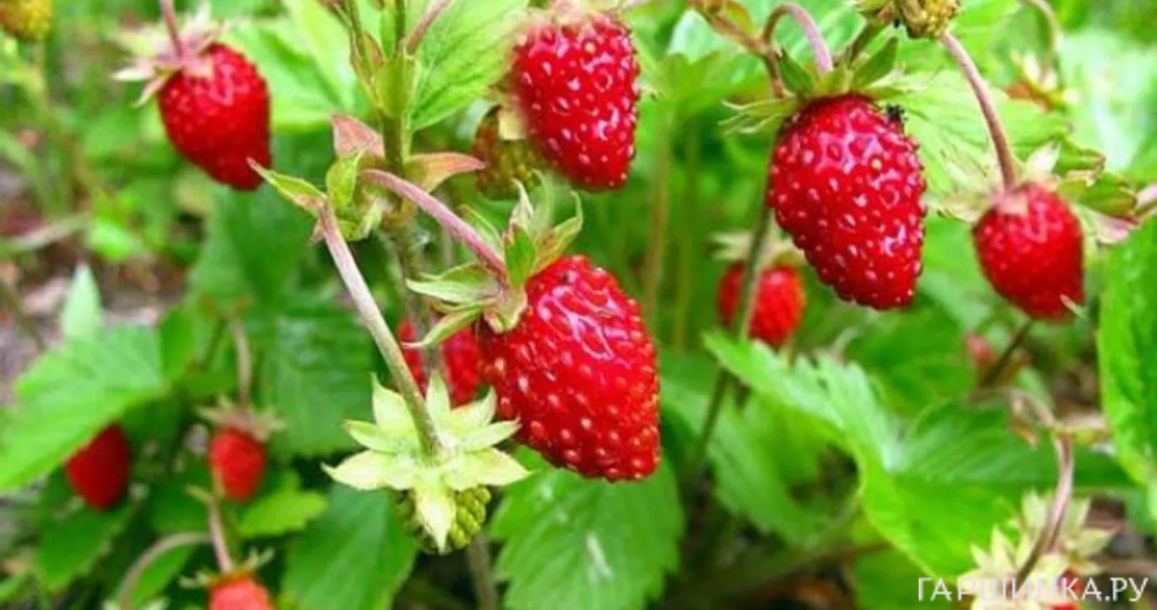 Земляника Али Баба 0.04г