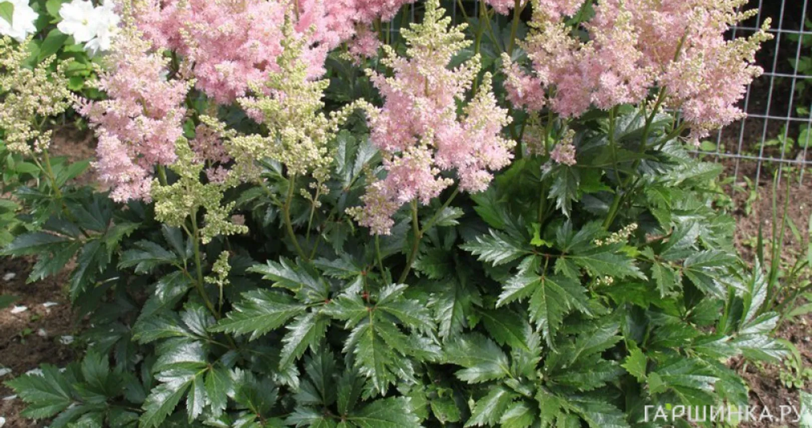 Астильба Арендса Систе Тереза