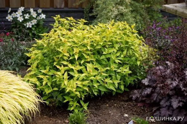 Диервилла Ханиби ручейная