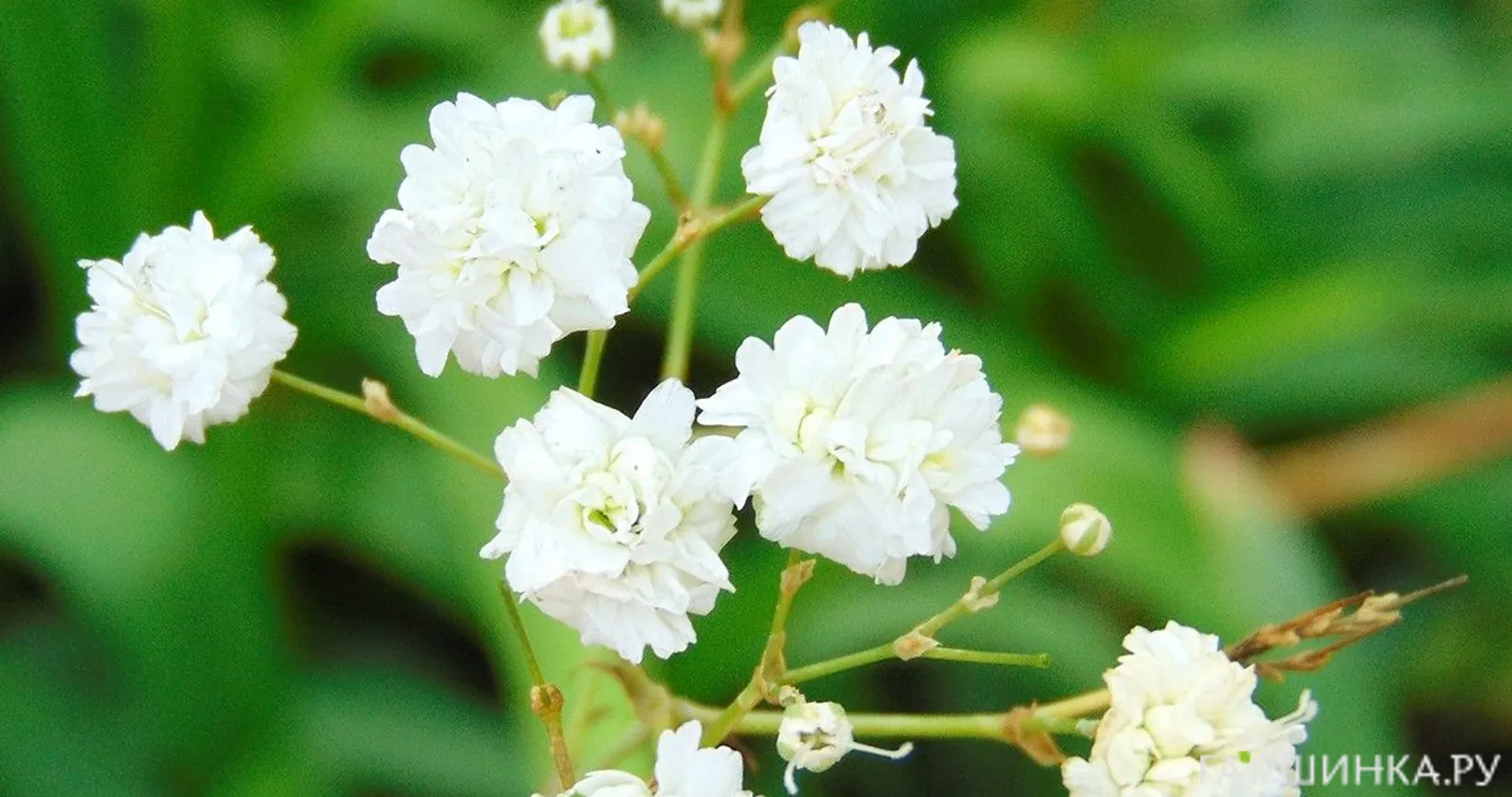 Гипсофила Бристоль Фейри махровая белая