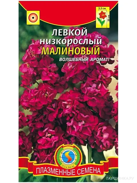 Левкой Малиновый низкорослый