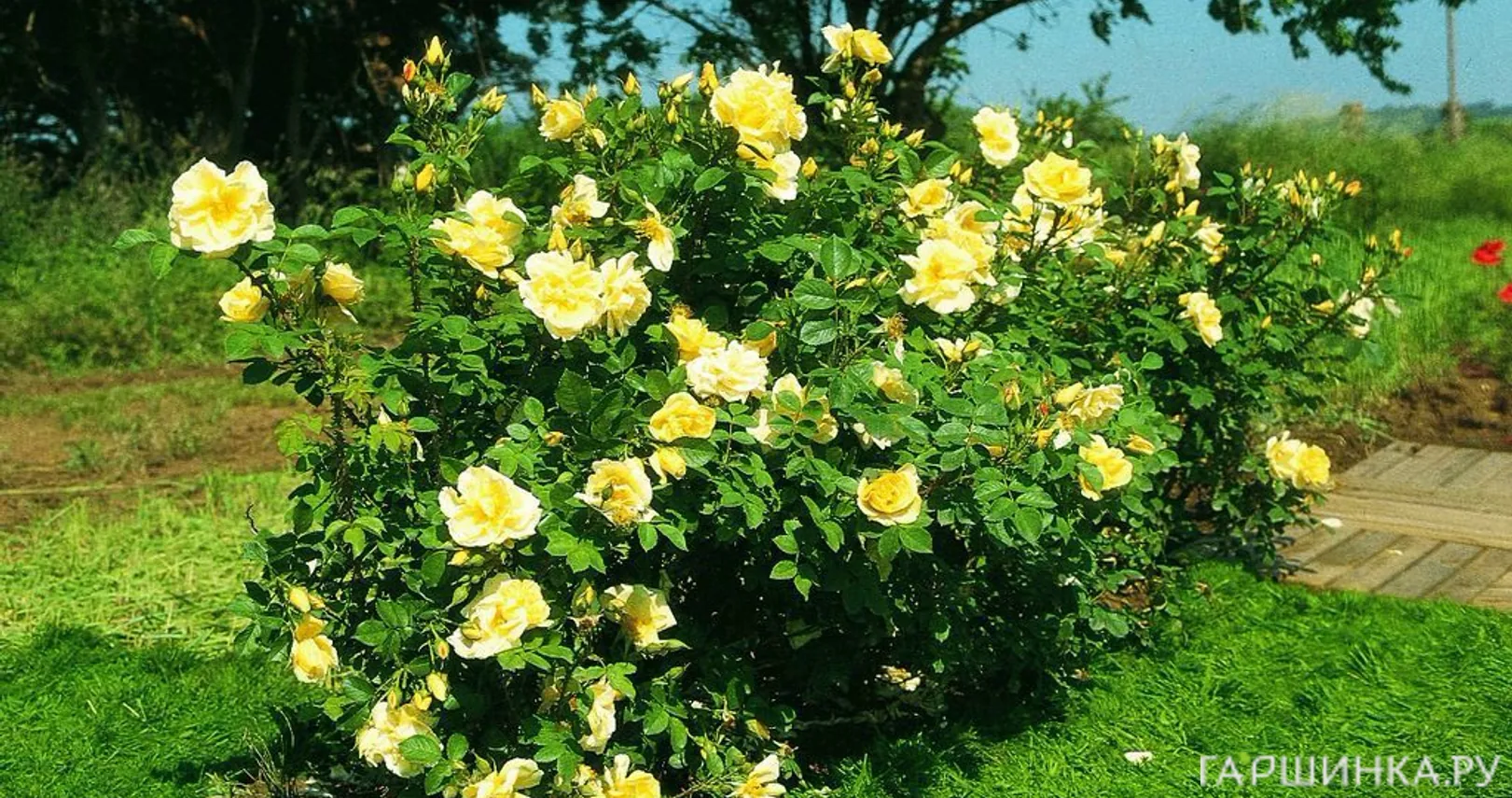 Роза Гелбе Дагмар Хаструп ругоза (лиц)