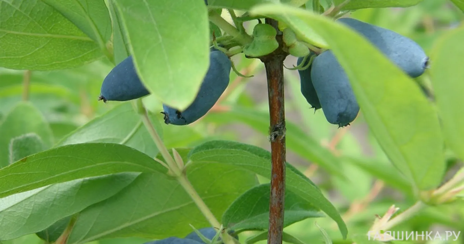 Жимолость Синяя птица