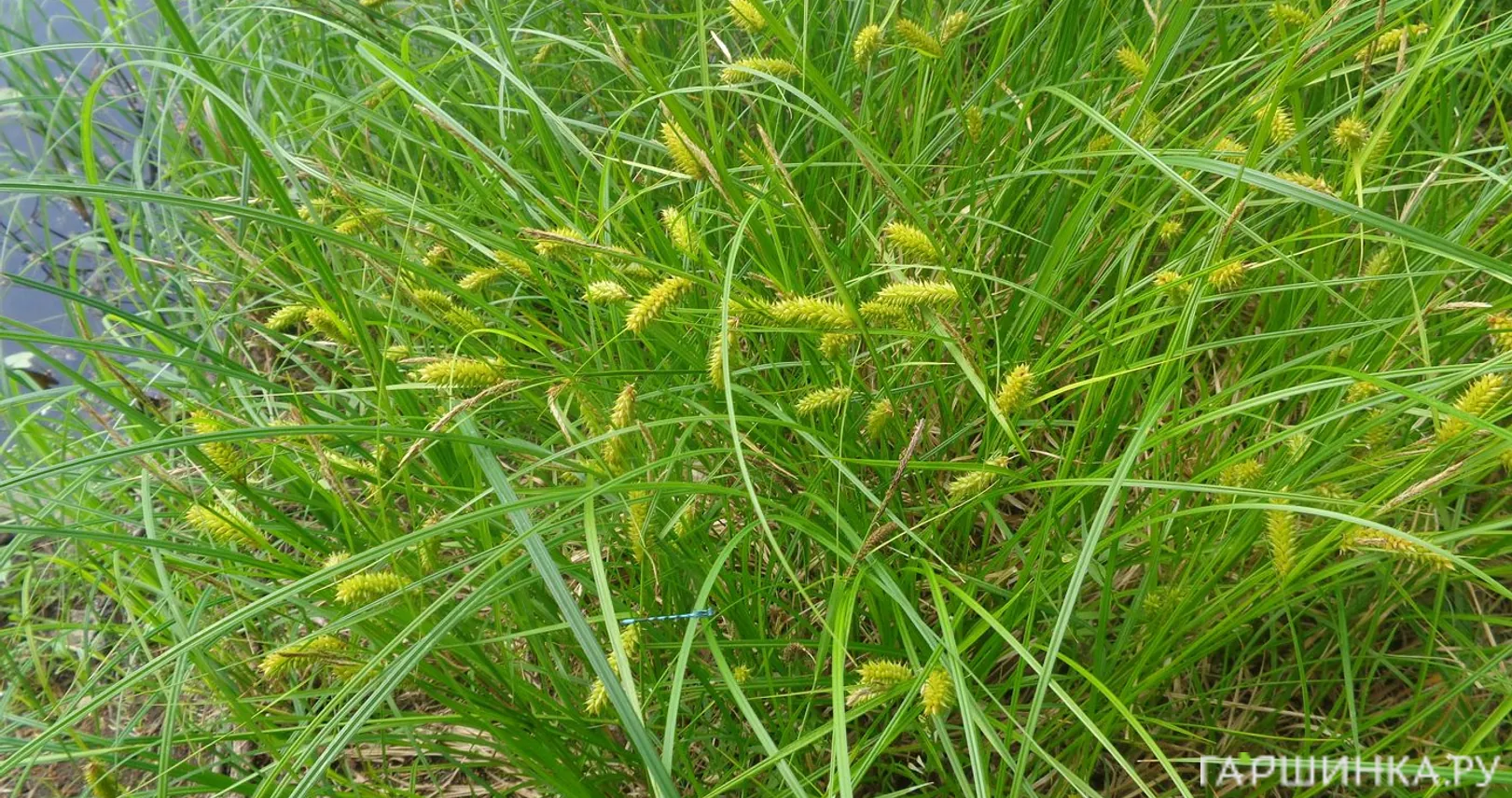 Осока просяная