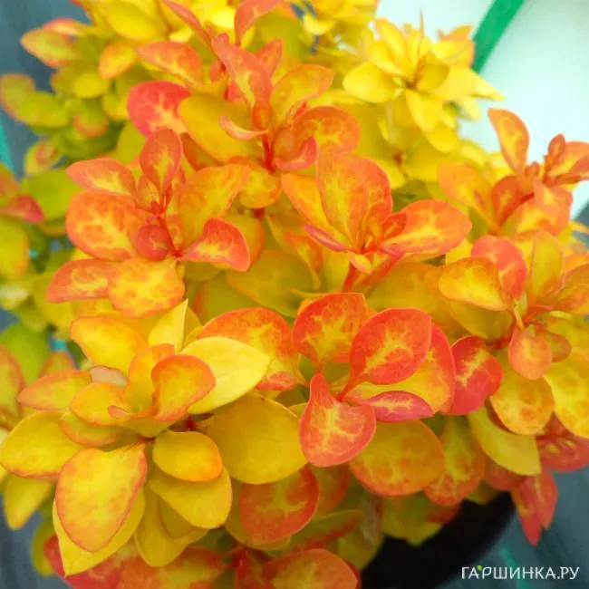 Барбарис Тунберга Саммер Сансет