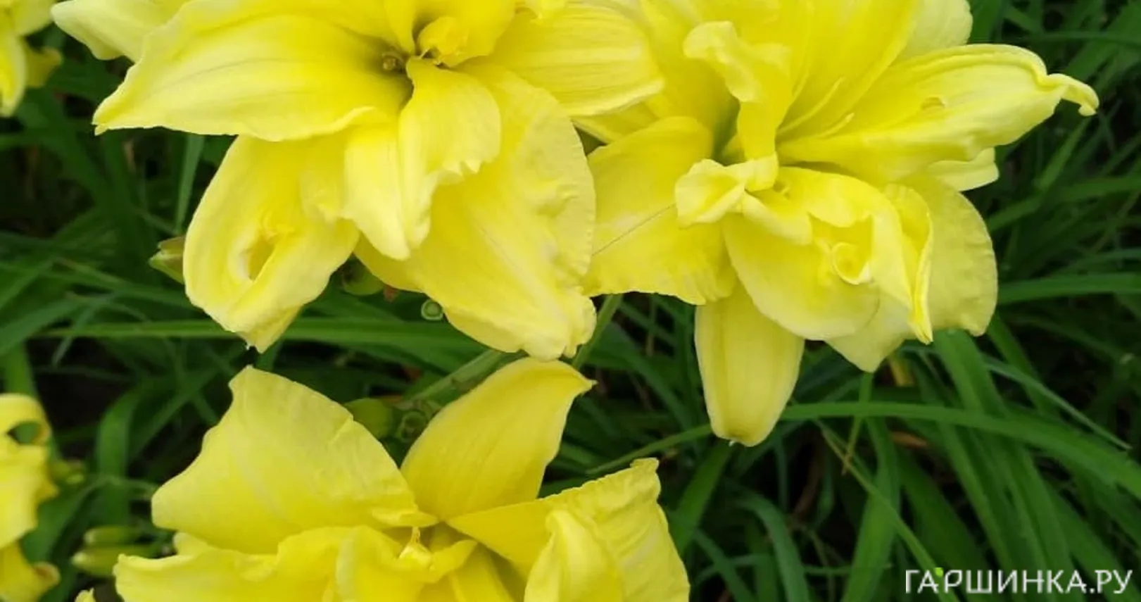 Лилейник Дабл Риве Вей