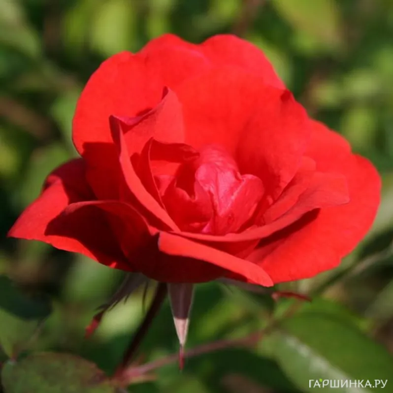 Роза Морден Файрглоу канадская парковая (лиц)