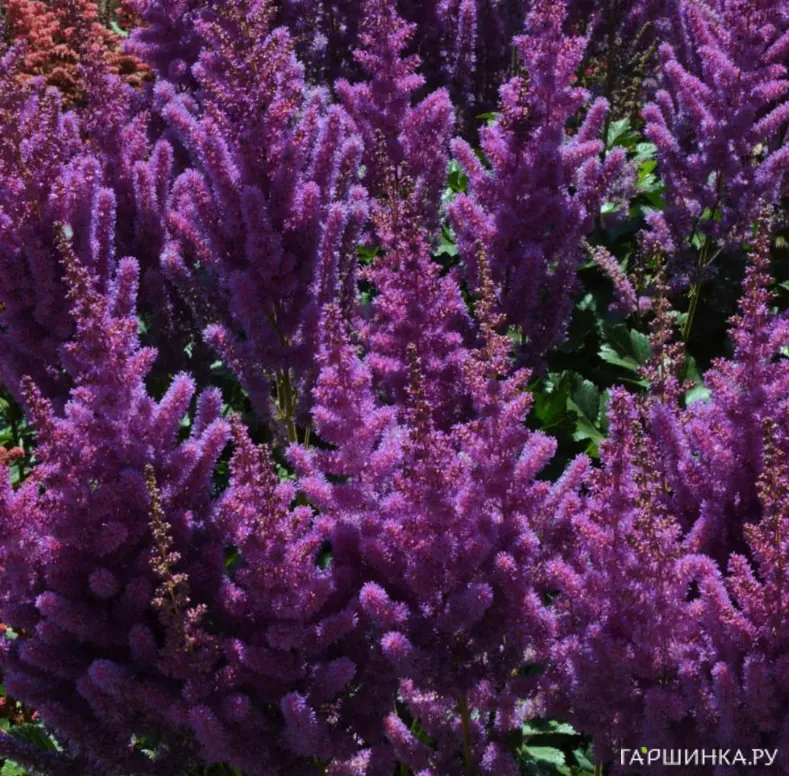 Астильба Блэк Перлс китайская