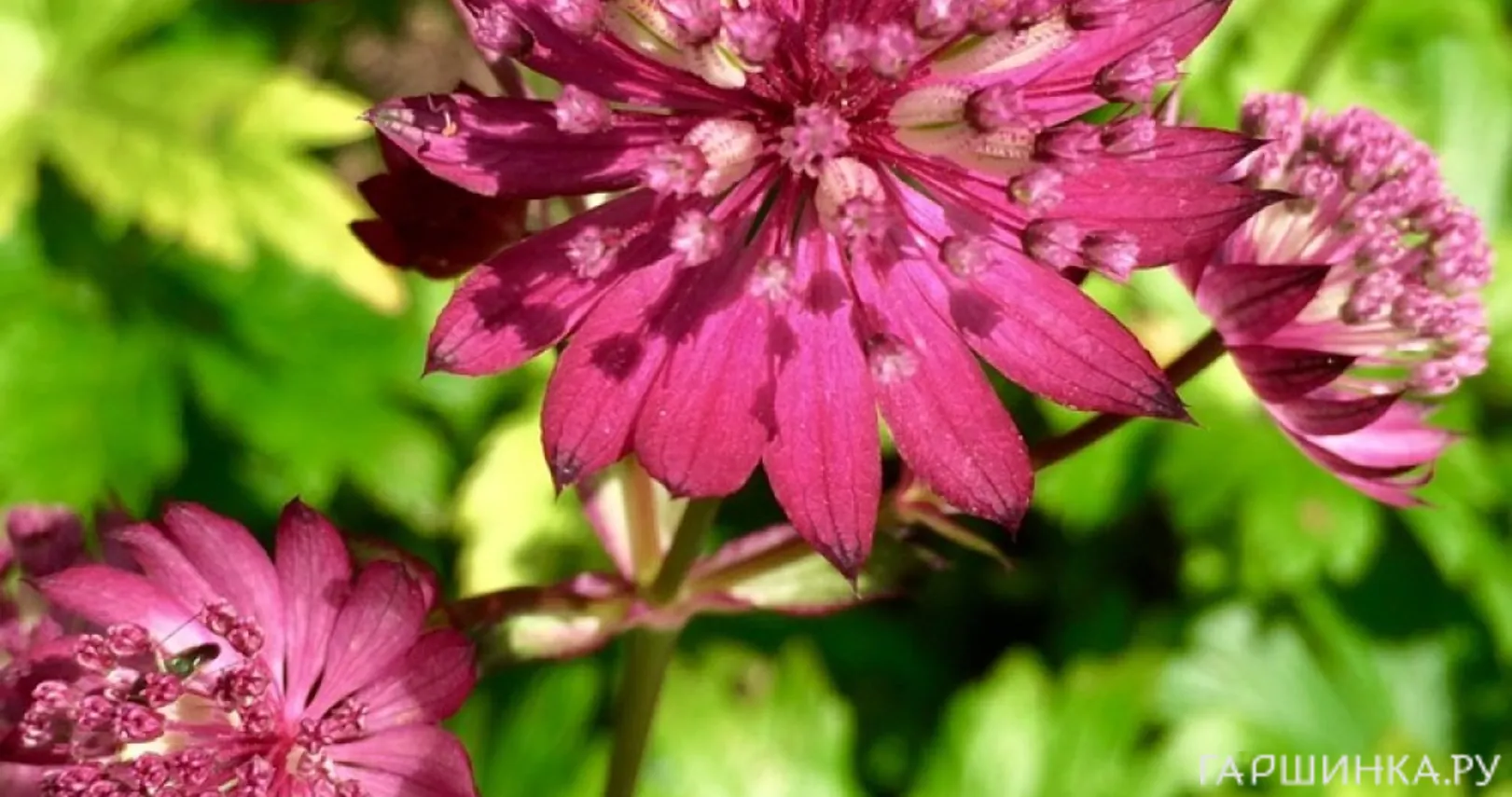 Астранция Рубра