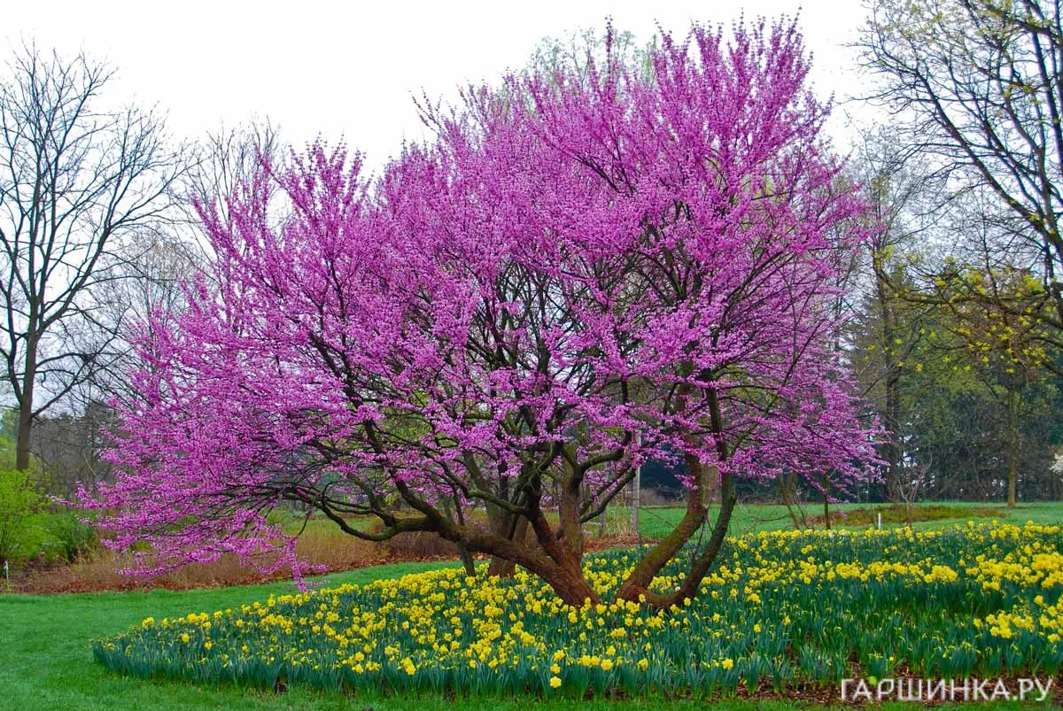 Багрянник (Церцис) канадский