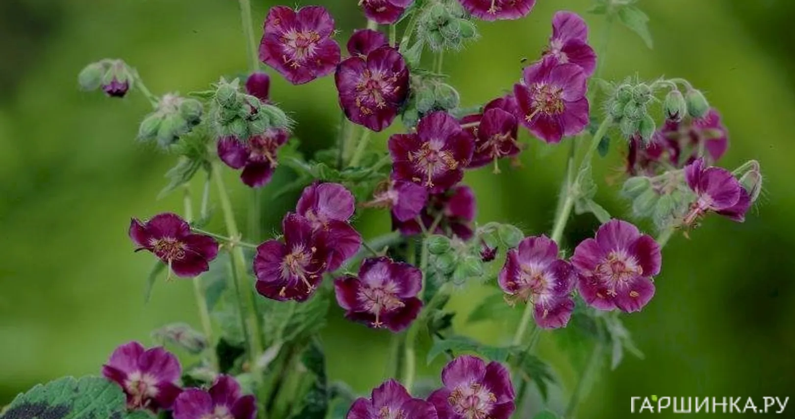 Герань темная Самобор