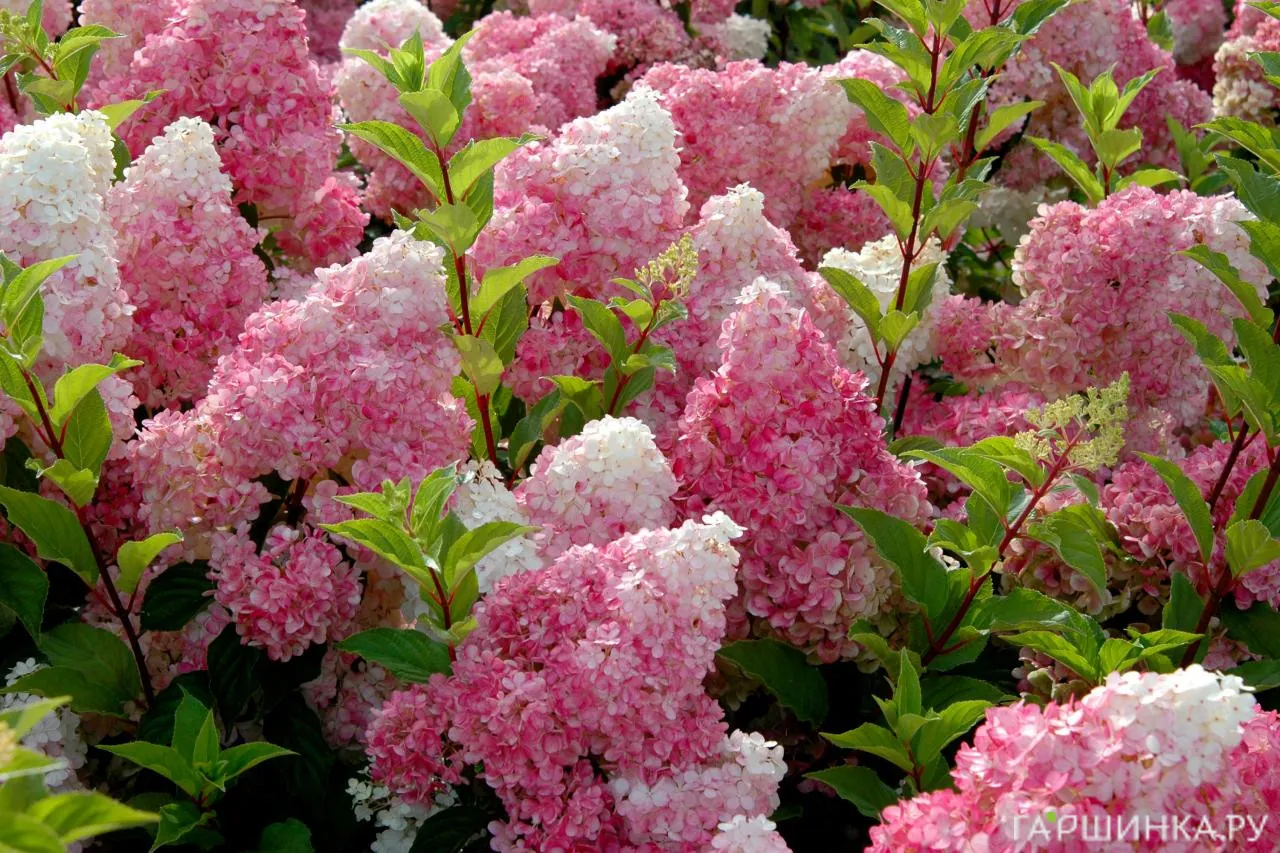 Гортензия Ванила Фрайз метельчатая