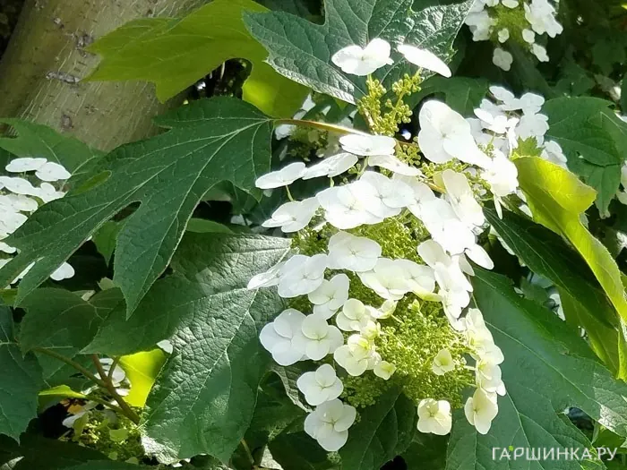 Гортензия дуболистная Сноу Ворд