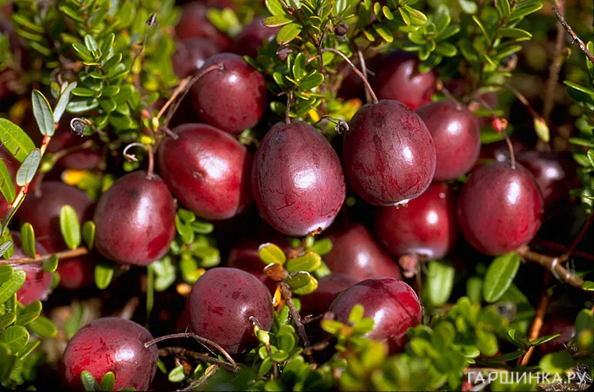 Клюква Бен Лир крупноплодная