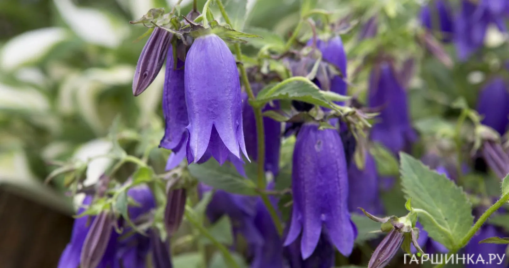 Колокольчик Кент Бель