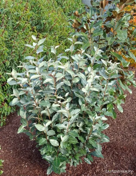 Лох Эббинга Компакта