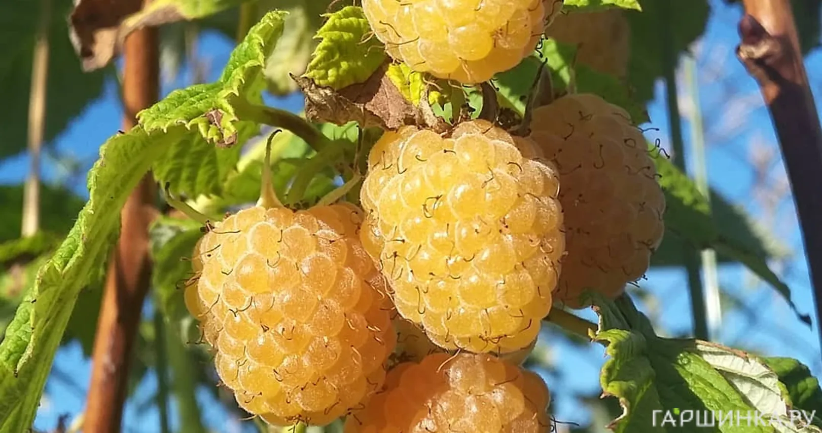 Малина Желтый гигант полуремонтантная (лицензионная)