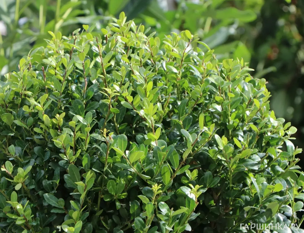 Падуб городчатый Грин Хедж