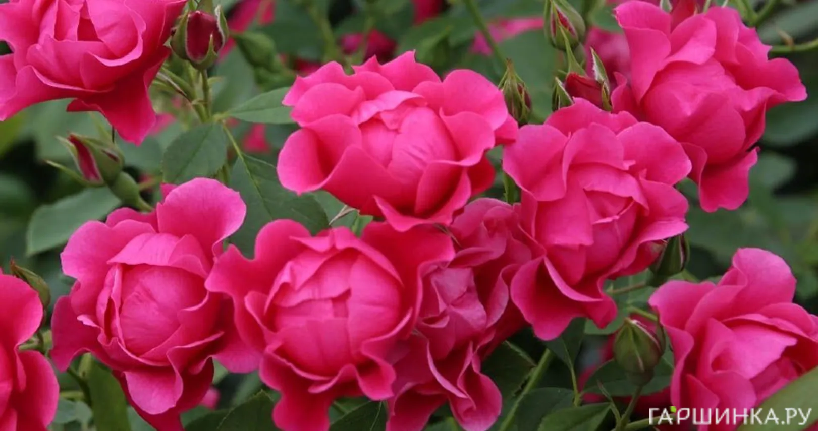 Роза Пинк Форест Роуз флорибунда, Топалович (лиц)