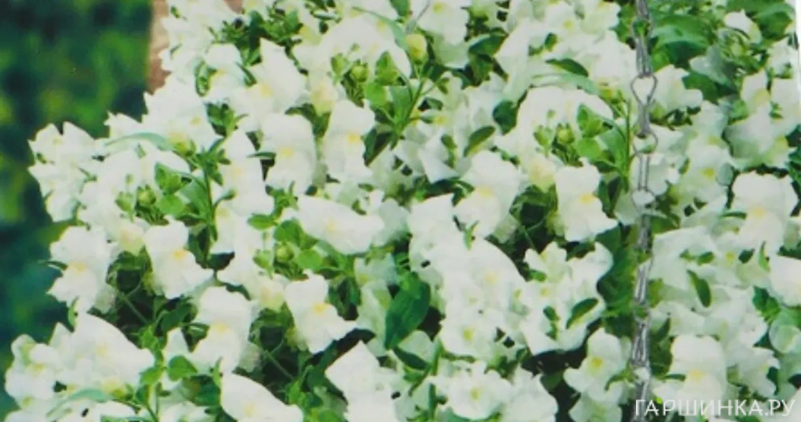 Львиный зев Фейерверк F1 5шт